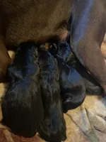 Doberman pups, a male Doberman Pinscher for sale in Dodge City, KS – 4 of 4
