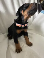 Babygirl , a female Doberman Pinscher for sale in Dodge City, KS – 4 of 4