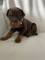 Camo boy , a male Doberman Pinscher for sale in Dodge City, KS – 5 of 6