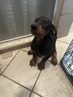 Boy , a male Doberman Pinscher for sale in Dodge City, KS – 5 of 9