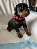 Red collar boy, a male Doberman Pinscher for sale in Dodge City, KS – 3 of 5