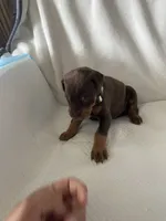 Camo boy , a male Doberman Pinscher for sale in Dodge City, KS – 3 of 6