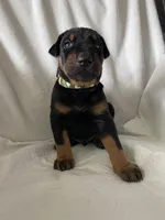 Camo #1 boy, a male Doberman Pinscher for sale in Dodge City, KS – 3 of 3