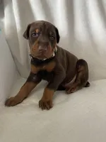 Camo boy , a male Doberman Pinscher for sale in Dodge City, KS – 2 of 6