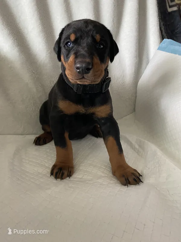 Black collar boy – Doberman Pinscher puppy for sale in Dodge City, KS
