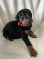 Daisy girl (mom) not for sale, a male Doberman Pinscher for sale in Dodge City, KS – 5 of 10