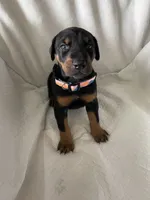 Babygirl , a female Doberman Pinscher for sale in Dodge City, KS – 2 of 4