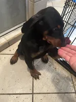 Boy , a male Doberman Pinscher for sale in Dodge City, KS – 2 of 9