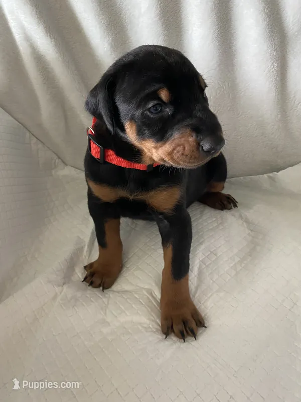 Red collar boy – Doberman Pinscher puppy on hold in Dodge City, KS