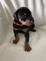 Red collar boy, a male Doberman Pinscher for sale in Dodge City, KS – 1 of 5