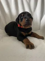 Red collar boy, a male Doberman Pinscher for sale in Dodge City, KS – 2 of 5