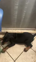 Boy , a male Doberman Pinscher for sale in Dodge City, KS – 3 of 9
