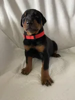 Red collar boy, a male Doberman Pinscher for sale in Dodge City, KS – 5 of 5