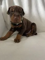 Camo boy , a male Doberman Pinscher for sale in Dodge City, KS – 4 of 6