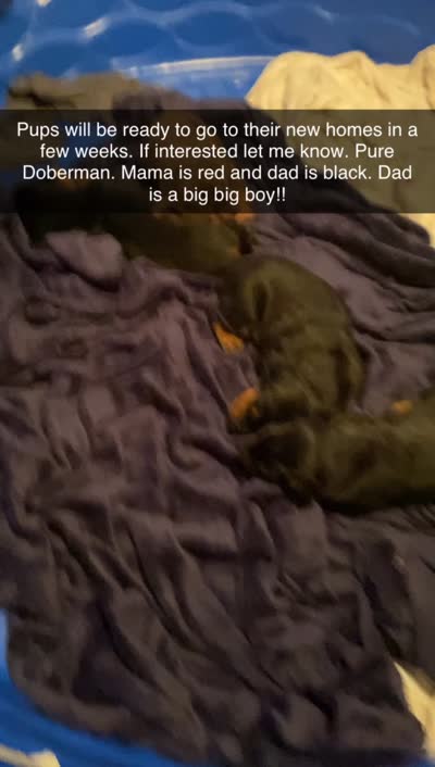 Doberman pups, a male Doberman Pinscher for sale in Dodge City, KS – 3 of 4