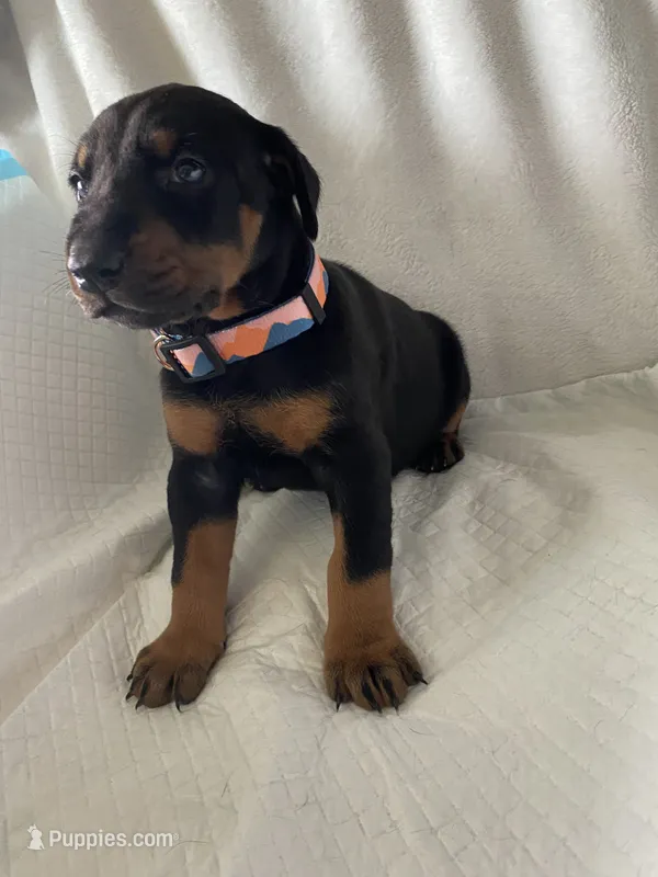 Babygirl  – Doberman Pinscher puppy for sale in Dodge City, KS