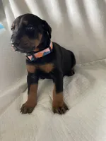Babygirl , a female Doberman Pinscher for sale in Dodge City, KS – 1 of 4