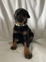 Camo #1 boy, a male Doberman Pinscher for sale in Dodge City, KS – 2 of 3