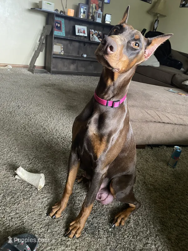 Daisy girl (mom) not for sale – Doberman Pinscher puppy for sale in Dodge City, KS