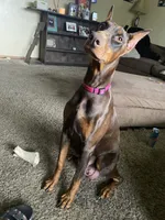 Daisy girl (mom) not for sale, a male Doberman Pinscher for sale in Dodge City, KS – 1 of 10