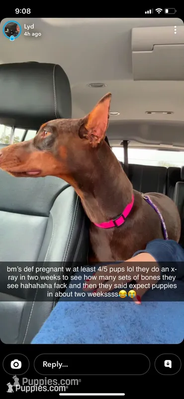 Doberman pups – Doberman Pinscher puppy for sale in Dodge City, KS