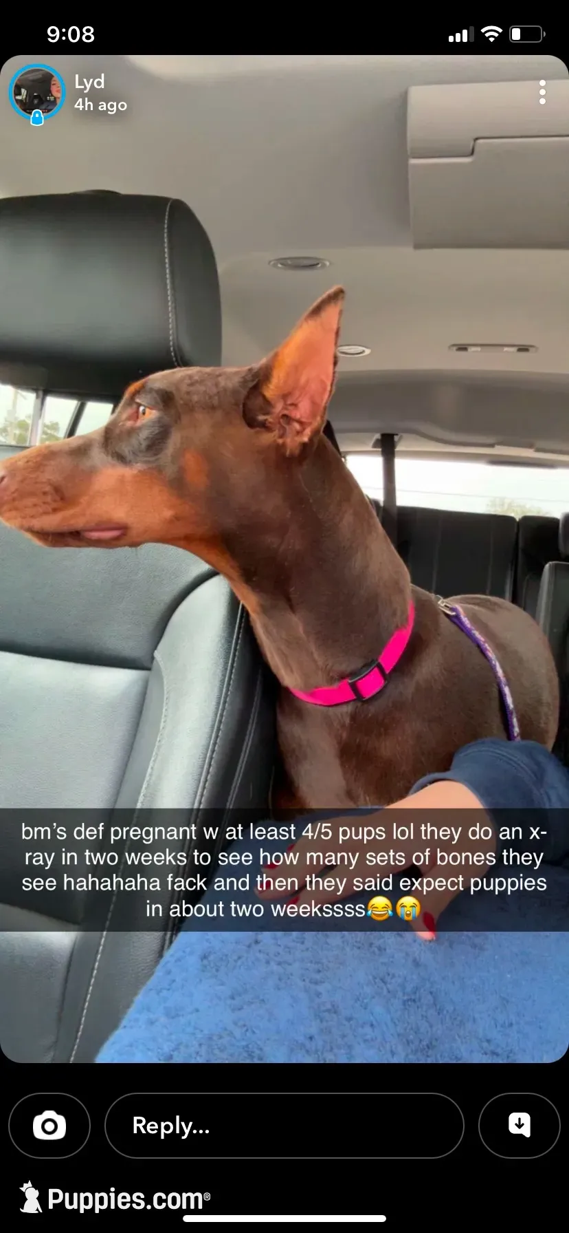 Doberman pups, a male Doberman Pinscher for sale in Dodge City, KS – 1 of 4