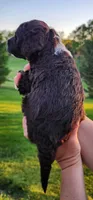 Roary , a male Portuguese Water Dog for sale in North Platte, NE – 3 of 10