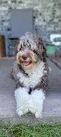 Sugar, a female Portuguese Water Dog for sale in North Platte, NE – 7 of 8