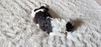 Shelly, a female Portuguese Water Dog for sale in North Platte, NE – 3 of 5
