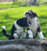 Shelly, a female Portuguese Water Dog for sale in North Platte, NE – 5 of 5