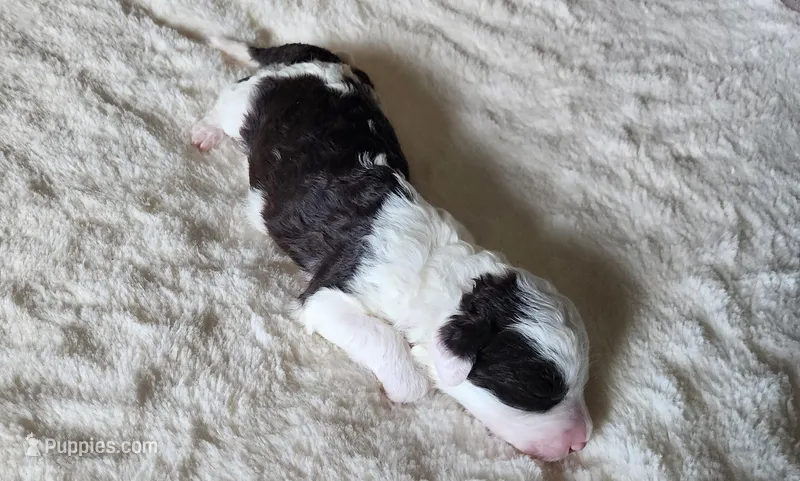 Shelly – Portuguese Water Dog puppy for sale in North Platte, NE