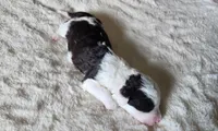 Shelly, a female Portuguese Water Dog for sale in North Platte, NE – 1 of 5