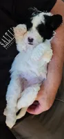 Sugar, a female Portuguese Water Dog for sale in North Platte, NE – 5 of 8