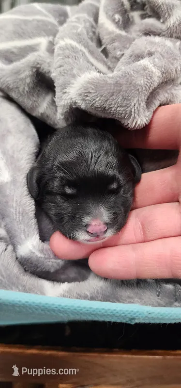 Blackberry  – Portuguese Water Dog puppy for sale in North Platte, NE