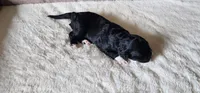 Blackberry , a male Portuguese Water Dog for sale in North Platte, NE – 3 of 8