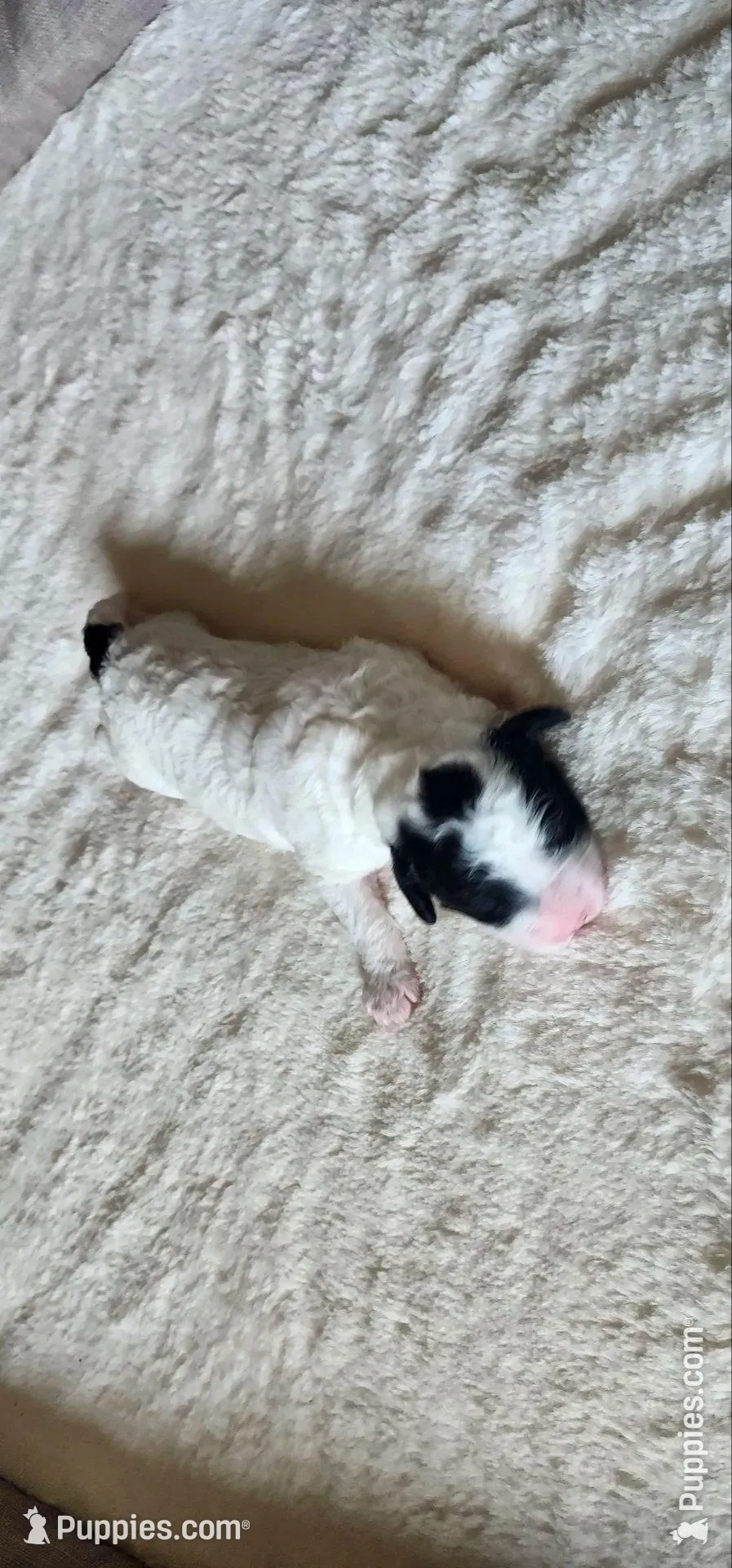 Sugar, a female Portuguese Water Dog for sale in North Platte, NE – 1 of 7
