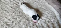 Sugar, a female Portuguese Water Dog for sale in North Platte, NE – 7 of 7
