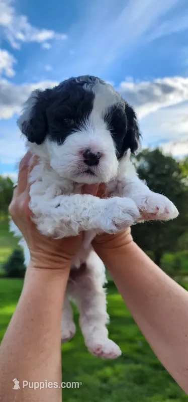 Sugar – Portuguese Water Dog puppy for sale in North Platte, NE