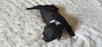 Roary , a male Portuguese Water Dog for sale in North Platte, NE – 3 of 8