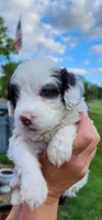 Kira, a female Portuguese Water Dog for sale in North Platte, NE – 4 of 10