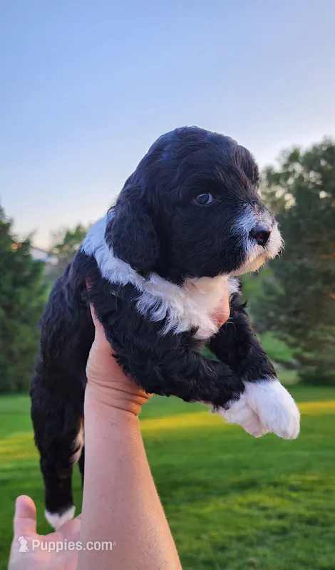 Spike – Portuguese Water Dog puppy for sale in North Platte, NE