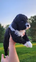 Spike, a male Portuguese Water Dog for sale in North Platte, NE – 3 of 10