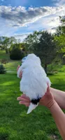 Sugar, a female Portuguese Water Dog for sale in North Platte, NE – 4 of 8