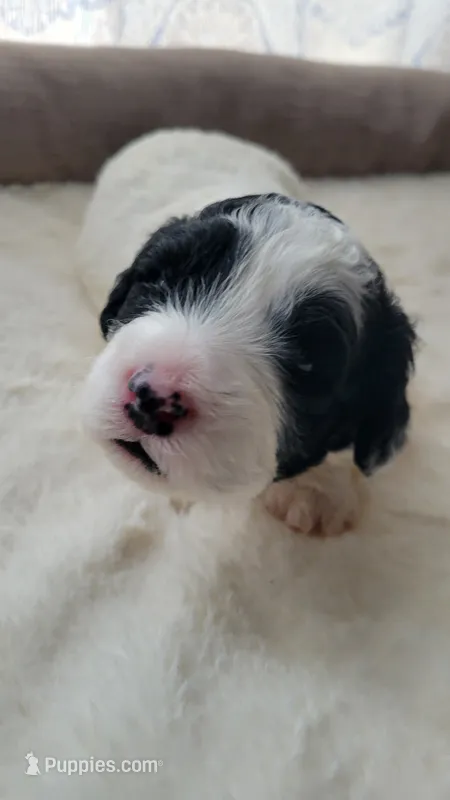Sugar – Portuguese Water Dog puppy for sale in North Platte, NE