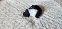 Brooks , a male Portuguese Water Dog for sale in North Platte, NE – 4 of 6