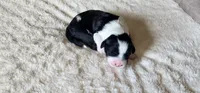 Brooks , a male Portuguese Water Dog for sale in North Platte, NE – 1 of 6