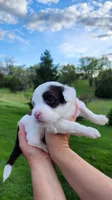 Hailey , a female Portuguese Water Dog for sale in North Platte, NE – 3 of 9