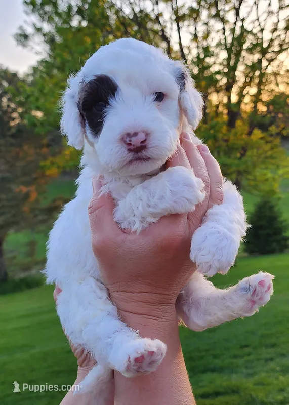 Chocolate Milk – Portuguese Water Dog puppy on hold in North Platte, NE