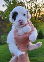 Chocolate Milk, a male Portuguese Water Dog for sale in North Platte, NE – 1 of 10