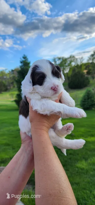 Kira – Portuguese Water Dog puppy for sale in North Platte, NE